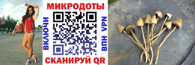 Псилоцибиновые грибы Psilocybe наркота Томск